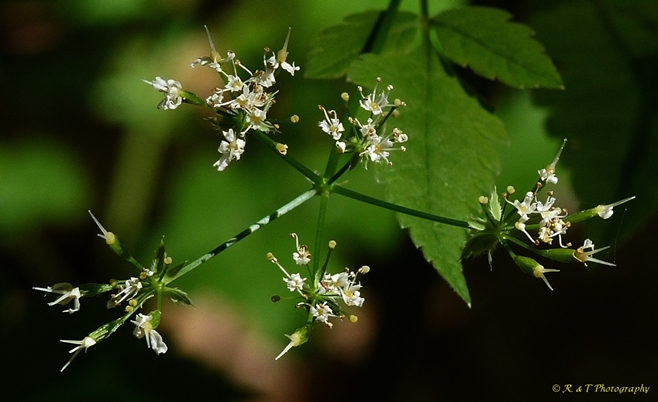 {Osmorhiza claytonii}